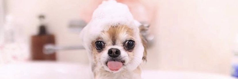 mysweetmegchan's profile banner image