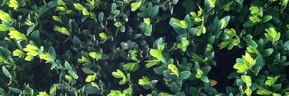 Daniel Tanner banner