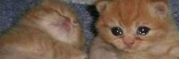 ayudameloco90's profile banner image