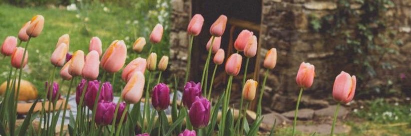 everythingforsa's profile banner image
