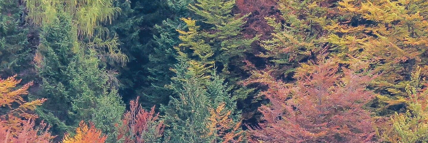 Madi Stephens banner