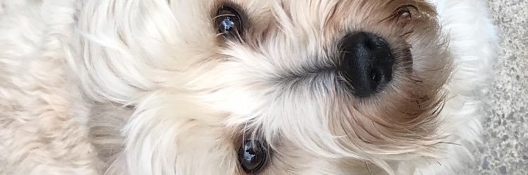 myaabower's profile banner image