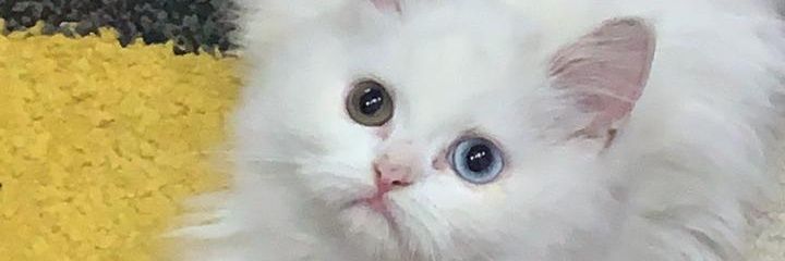 looma4sp95's profile banner image
