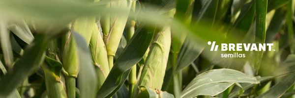 BrevantSemillas Profile Banner