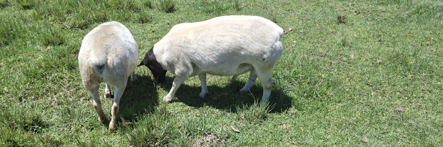 SirClaise's profile banner image