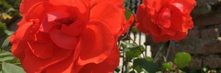 ipushkalG's profile banner image