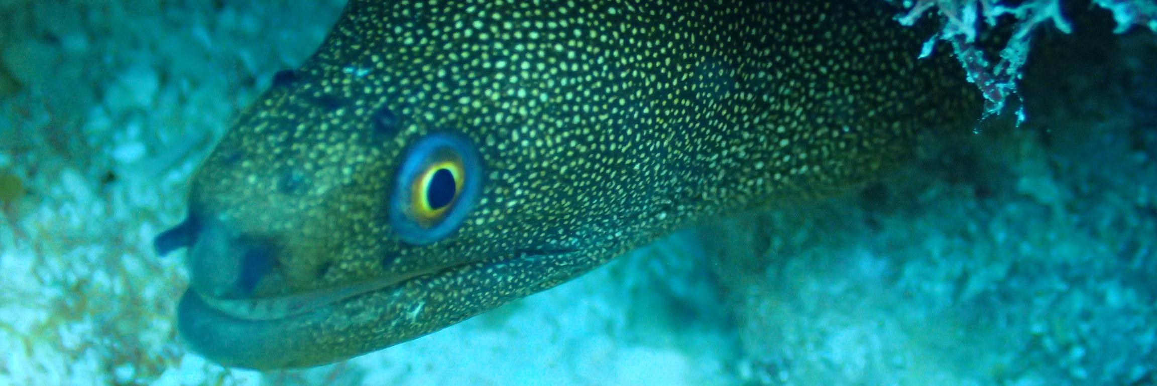 DivingKeyLargo's profile banner image