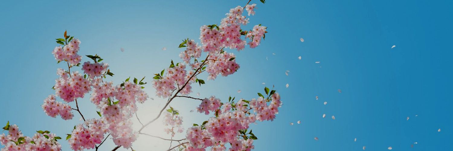Ana's banner