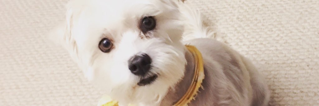 Minouky's profile banner image