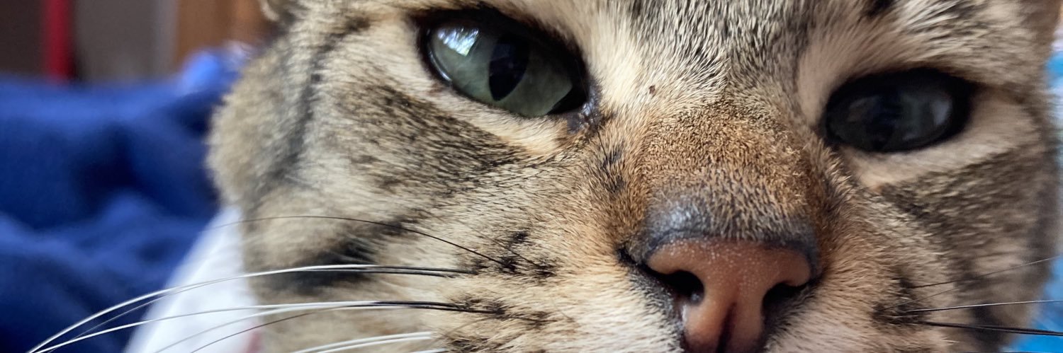 Peke_Sun's profile banner image