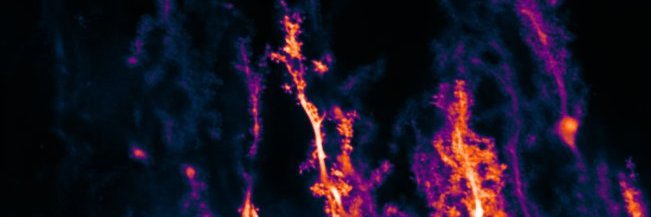 Ting-Feng Lin banner