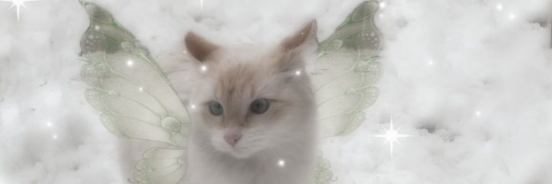 𝕋𝕒𝕟𝕚𝕒 banner