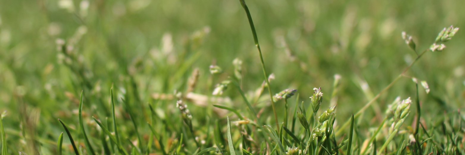 USDA-SCRI Annual Bluegrass Collective banner