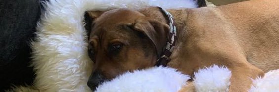 ᴍᴀʀᴋʏ banner