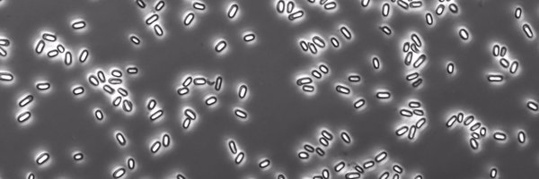 ShenLabTufts Profile Banner