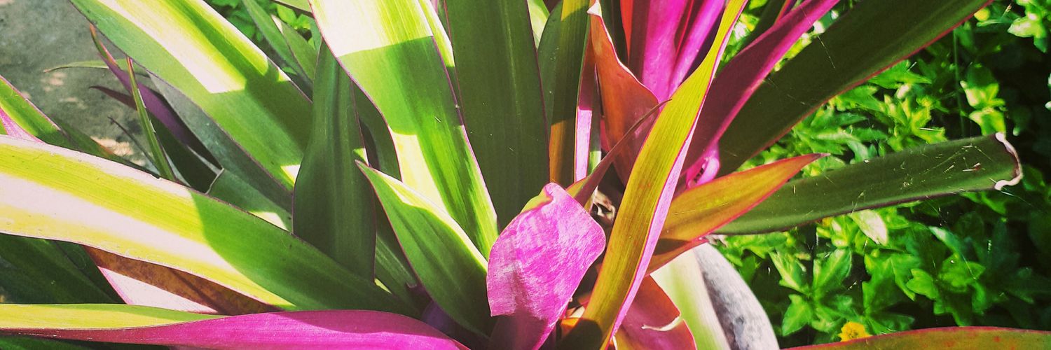 Genoprazol's profile banner image