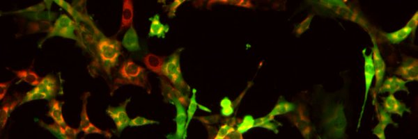 CellRaiser_ Profile Banner