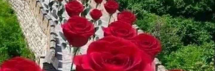 salve2652's profile banner image