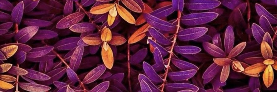 GuzmanFortunato's profile banner image
