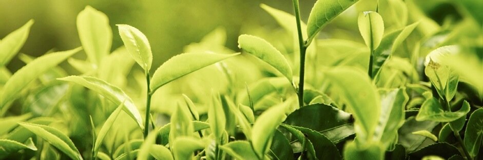 Healthy Planet banner