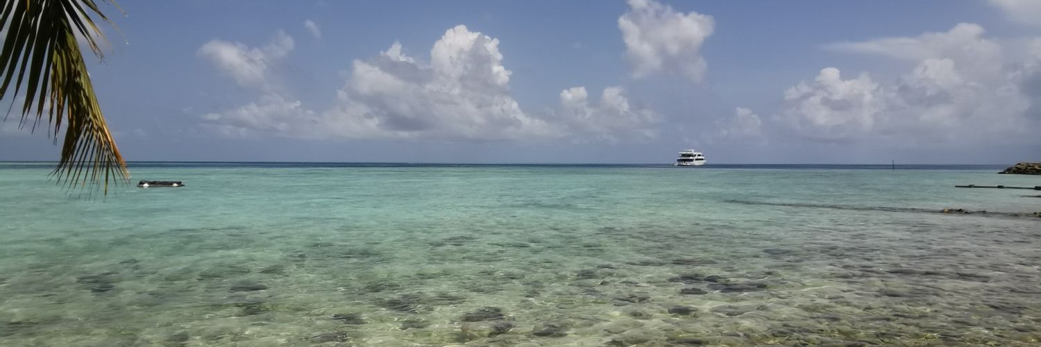 Zyora's profile banner image