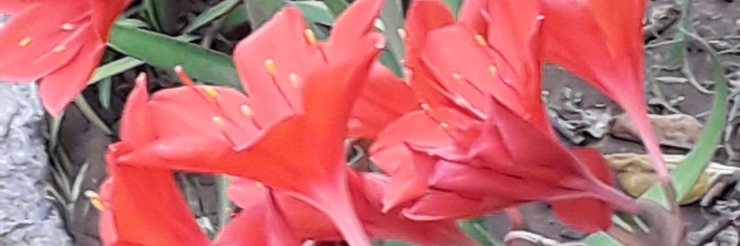 DonRulo4's profile banner image