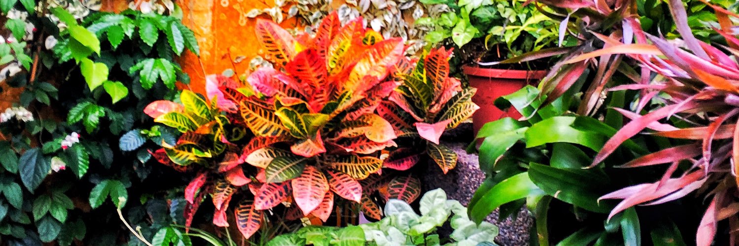 Dara Laughlin banner