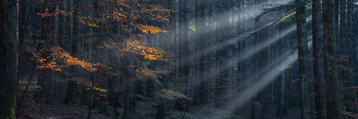 🪄 Fe_derica ✨◕ ‿ ◕✨ banner