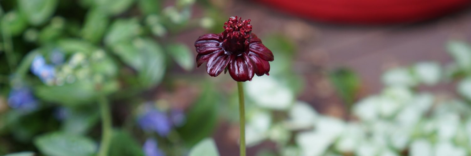 Many Moons Ago banner