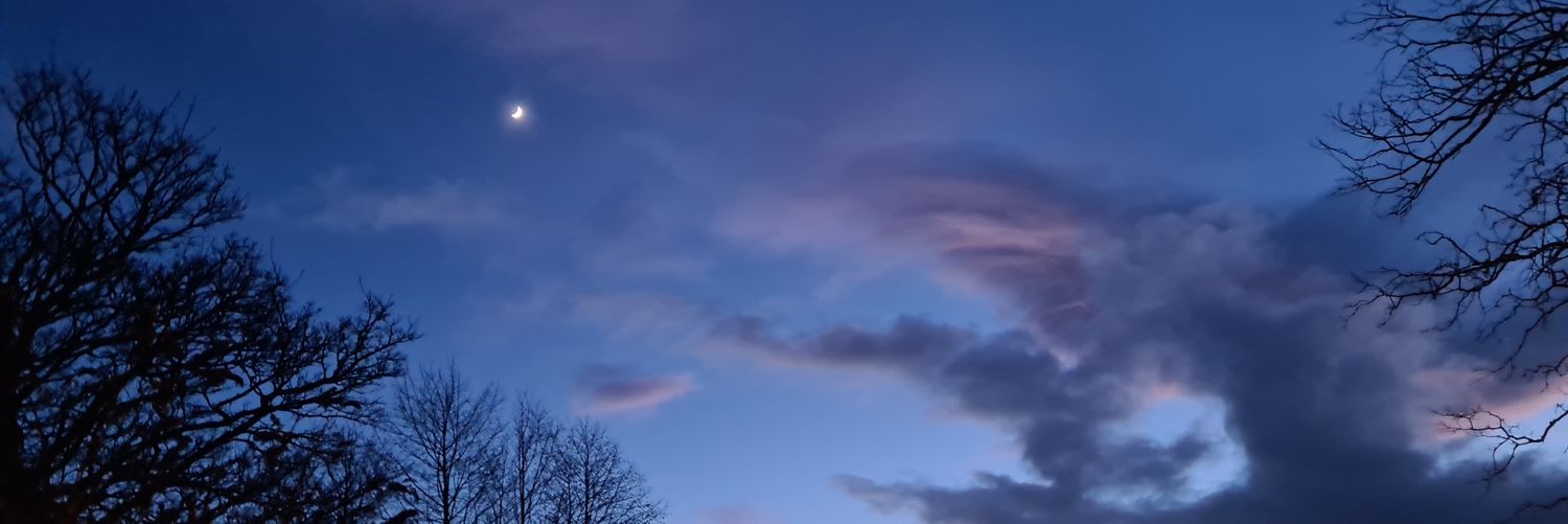 The_bear_jester's profile banner image