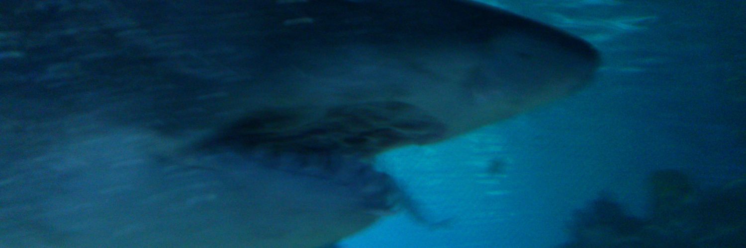 kkeski's profile banner image