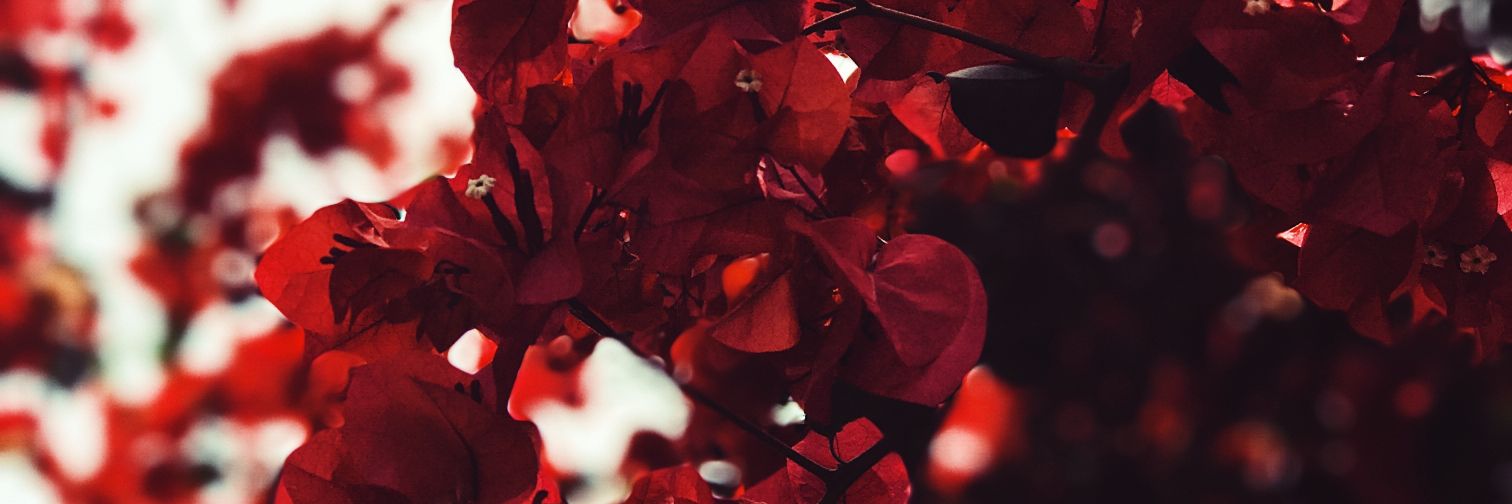 RottenSohn's profile banner image