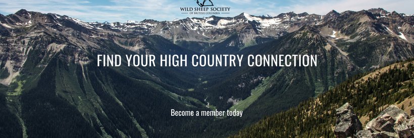 Wild Sheep Society of BC banner