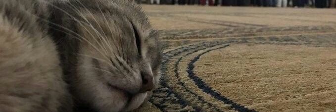 nala🇵🇸 banner