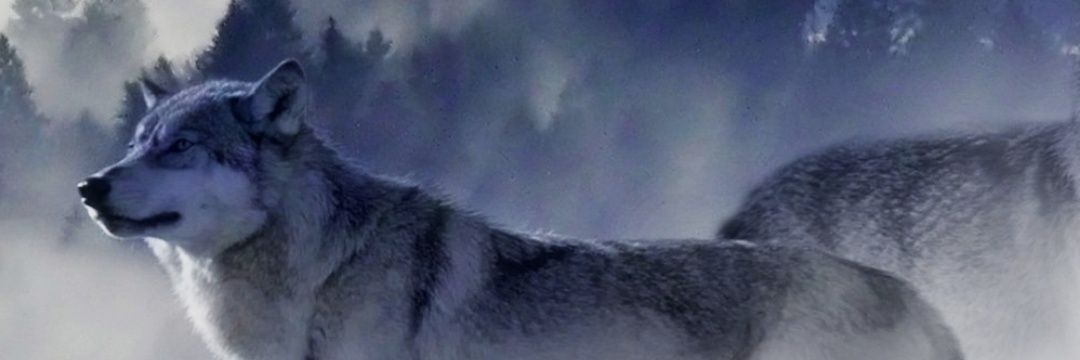 volkan_askin's profile banner image