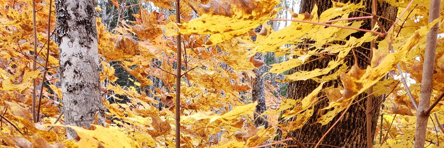 mmmmtreesauce's profile banner image