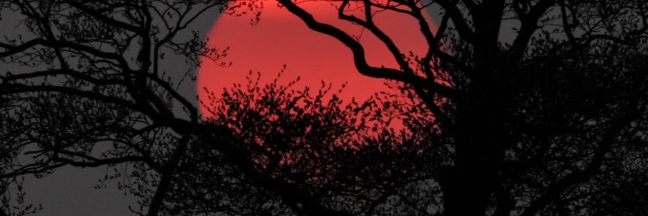 Trihariady's profile banner image