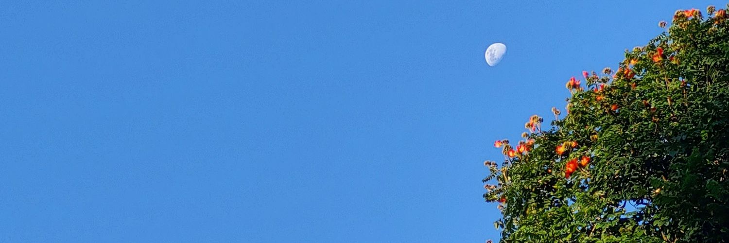 elonlyel's profile banner image