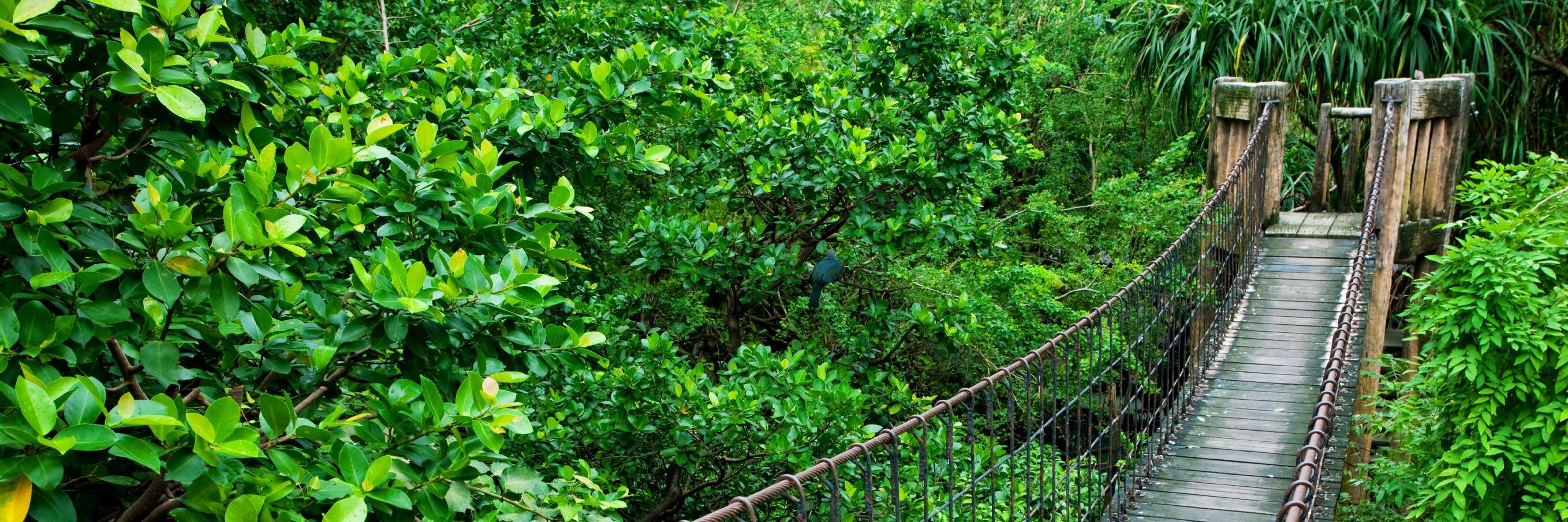 Bridges Weekly banner