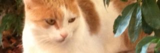 cullinam's profile banner image