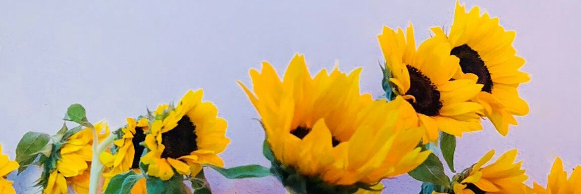 AmaiaCeli's profile banner image