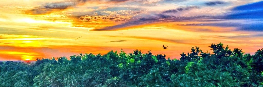 {🌪️Wind🌪️} banner