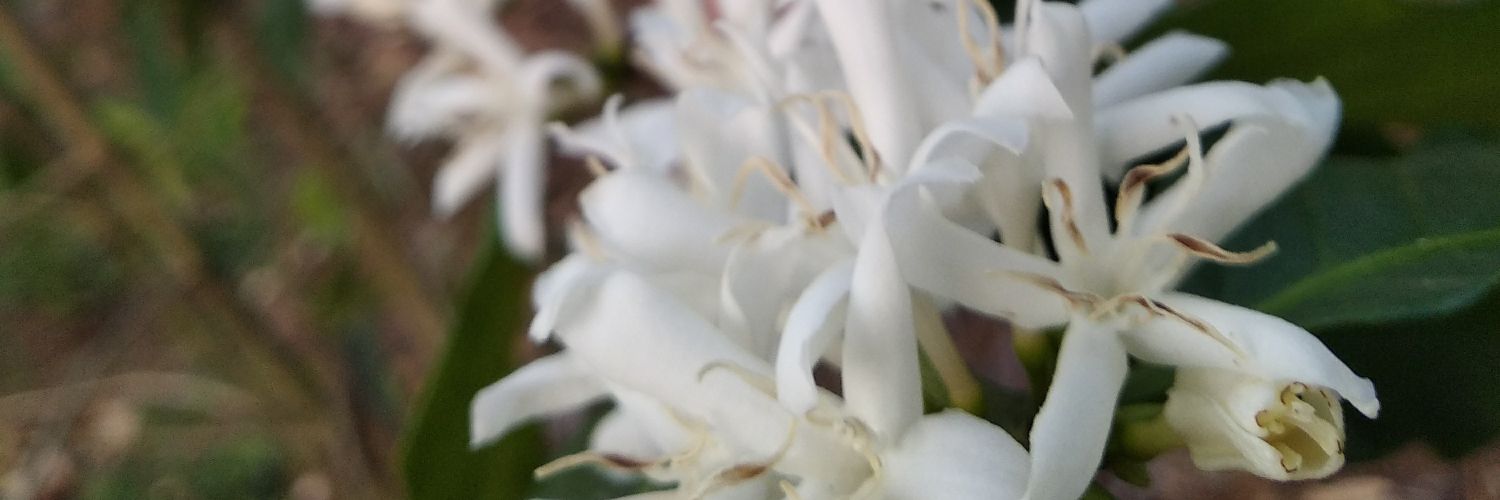 culestyo's profile banner image