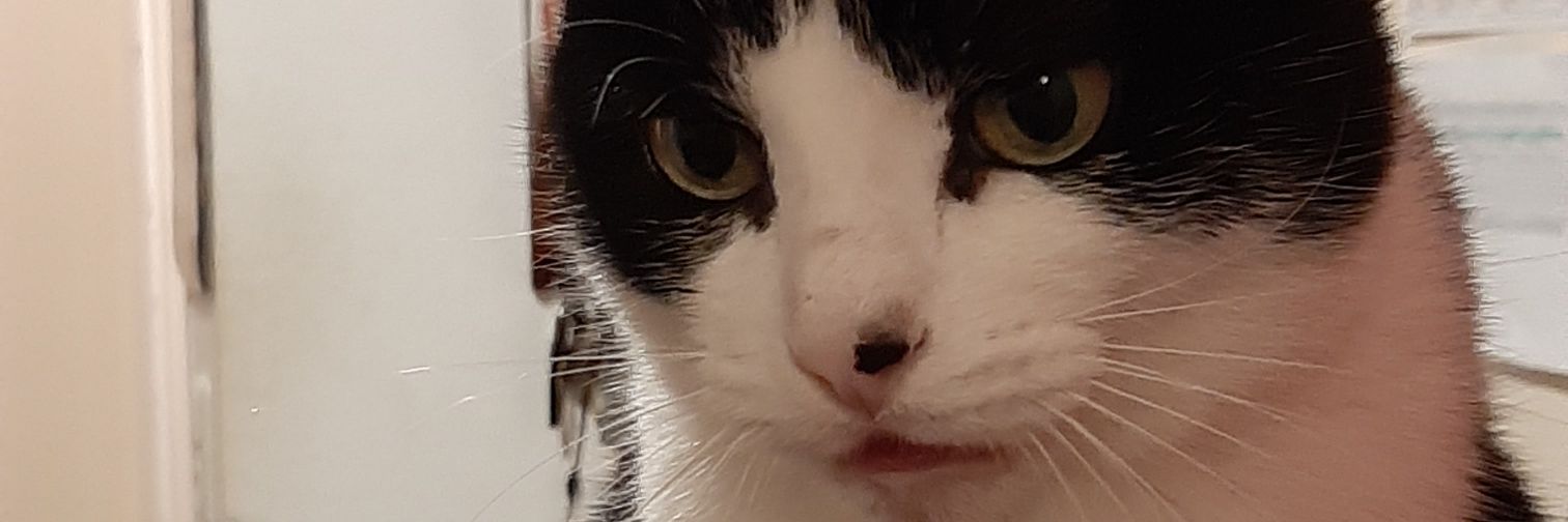 Goudaqueen's profile banner image