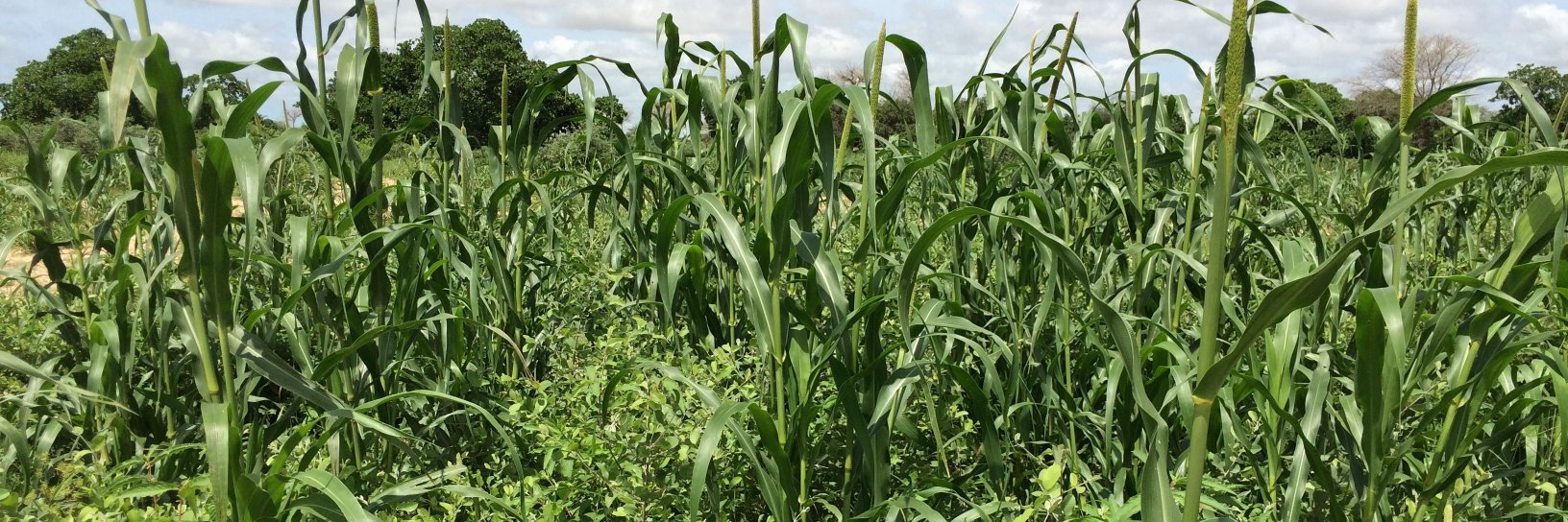 Agro-Shrub Alliance banner