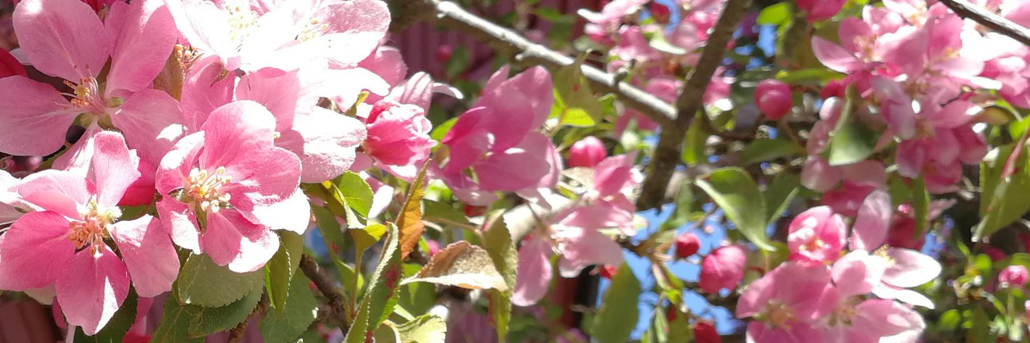 mellowmain's profile banner image