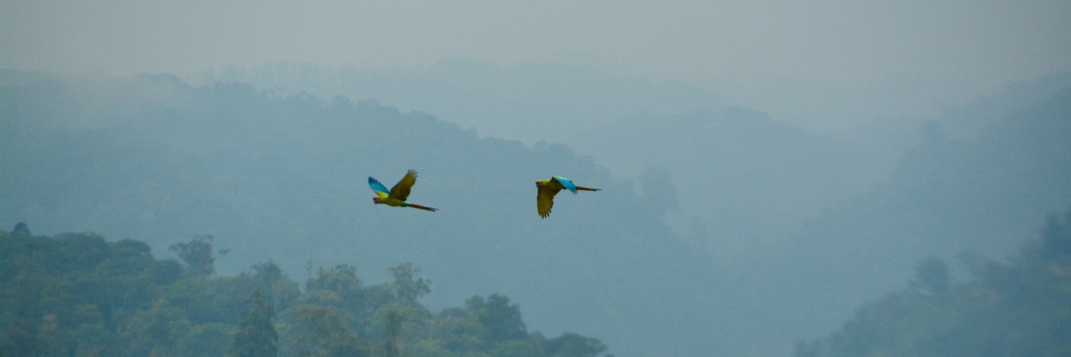 MacawRecoveryNetwork banner