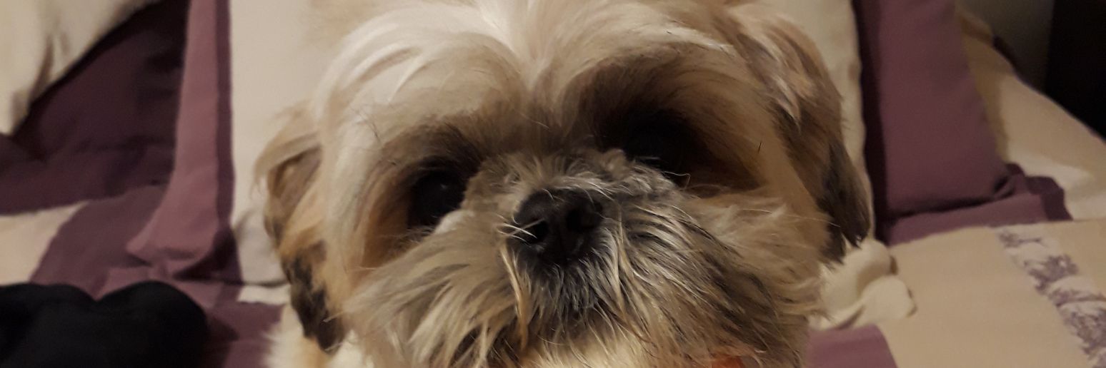 DDENEVI's profile banner image