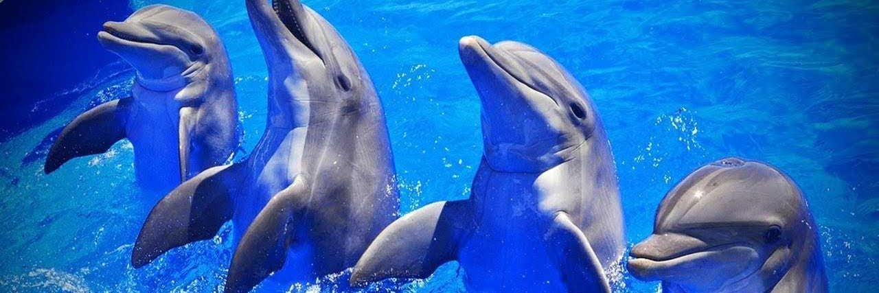 Elka🐬 banner
