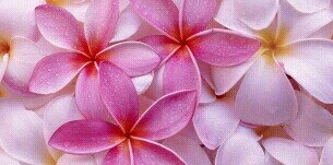 bumicantik's profile banner image